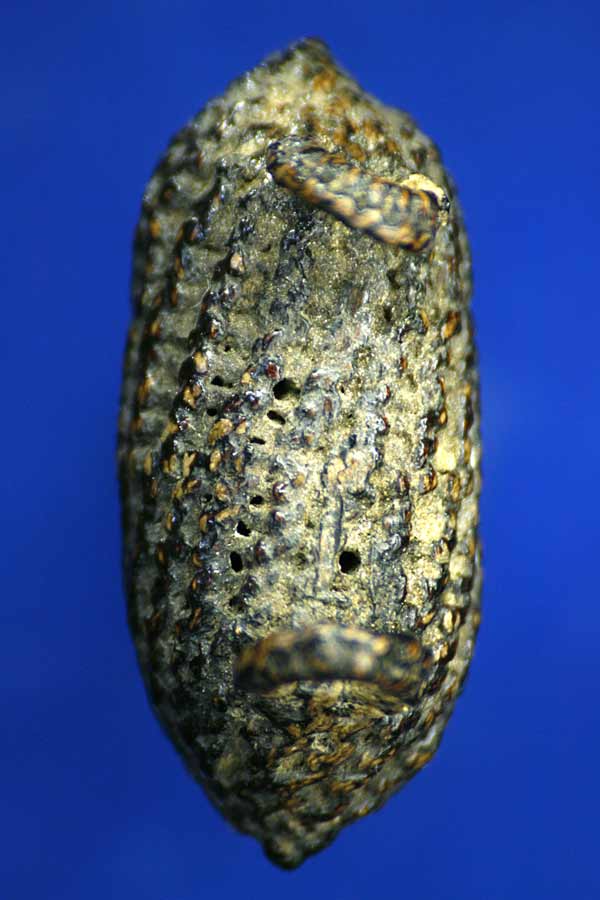 ใครทราบบอกหน่อย เครื่องราง