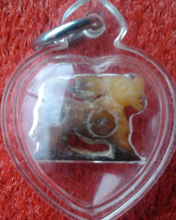 สิงห์งาแกะเก่า