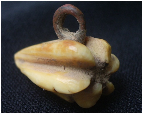 มะเฟือง หลวงพ่อพัก วัดโบสถ์ สามโก้ อ่างทอง เนื้องา 6 กรีบ แห้งเดิม ห่วงสมบูรณ์