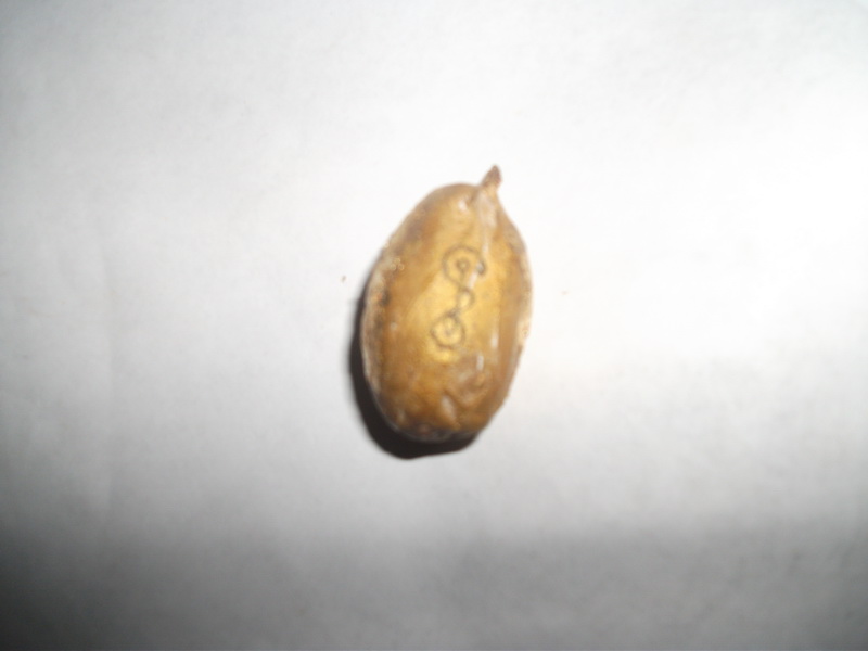 คตขนุน (เม็ดขนุนกลายเป็นหิน) หลวงพ่อยิด วัดหนองจอก เมตตา ลงยันต์ปลุกเสกให้ 