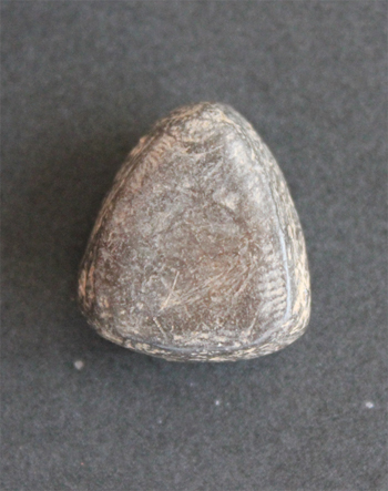 รบกวนท่านผู้รู้ครับ ใช่ พระปิดตา หลวงพ่อเชย วัดบางกระสอบหรือป่าวครับ