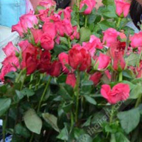 HAPPY VALENTINE DAY...
