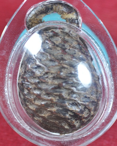 หมากทุย