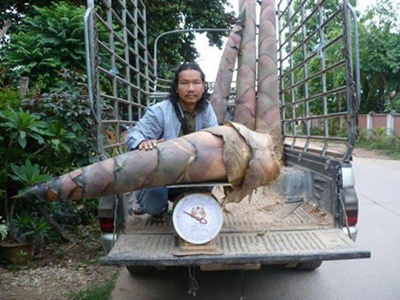 หน่ออะไร.....??? โคตะระใหญ่เลย