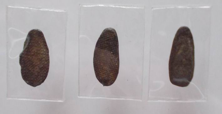 พระกรุ จ.พิจิตร