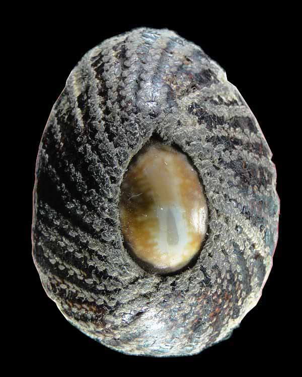 เบี้ยแก้