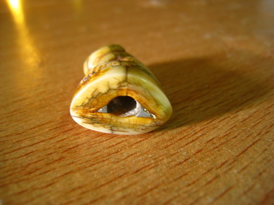 เขี้ยวเสือแท้ไหมครับ