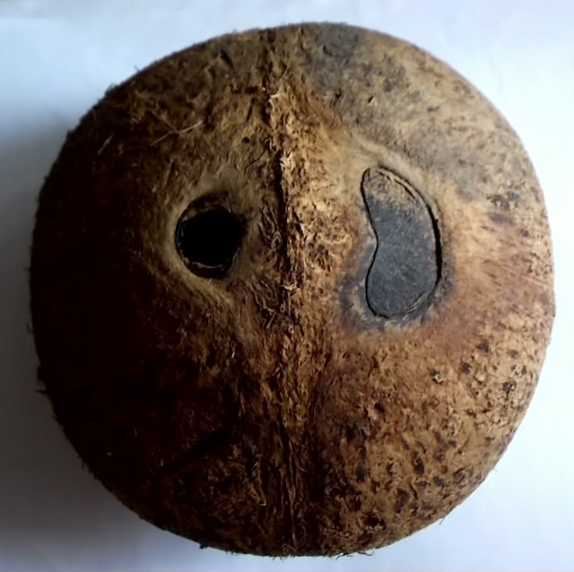 ขายกะลาตาเดียว