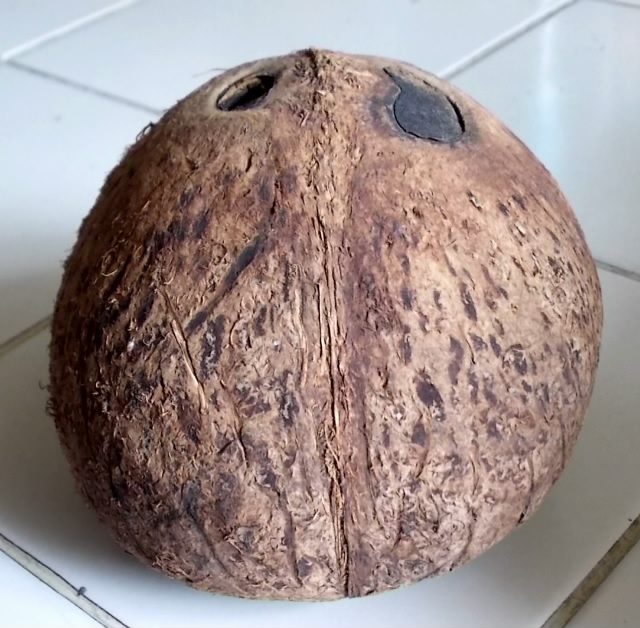 ขายกะลาตาเดียว