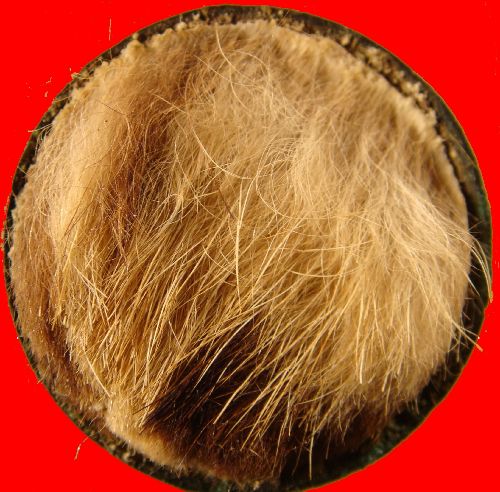 ฝากช่วยดูตลับยาหม่องหลวงพ่อเต๋ทีครับ