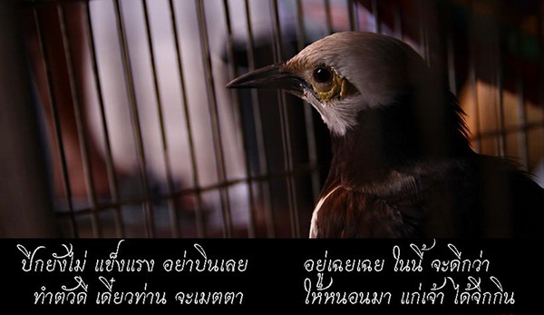 นกสีเหลือง....