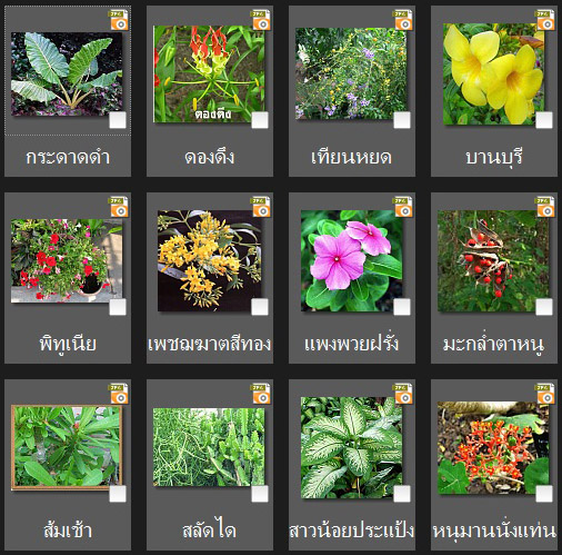 นักสะสมต้นไม้ ระวังไม้ประดับ ส่วนมากมีพิษ อาจถึงตายได้