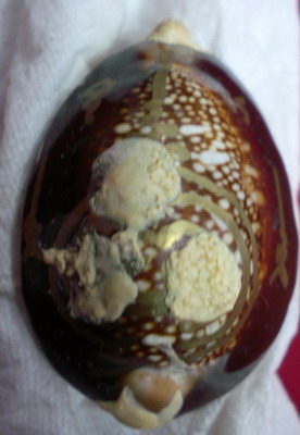 มีแบบนี้ด้วยหรอครับ