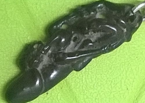 ปลัดนางแอ่น หลวงพ่อคง วัดวังสรรพรส