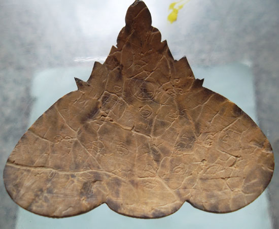 รบกวนสอบถาม...พระราหูเนื้อกะลา หน่อยครับ